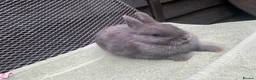 Netherland Dwarf rabbits for sale: 1 male Netherland Dwarf Rabbits available now - Advert 8