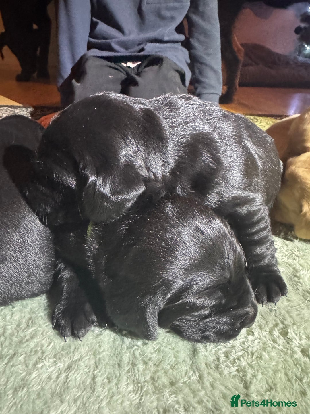 Labrador Retriever dogs for sale: KC Registered Labrador Retriever Puppies - Advert 15