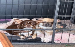 Chihuahua dogs for sale: Chihuahua puppies - Image 7
