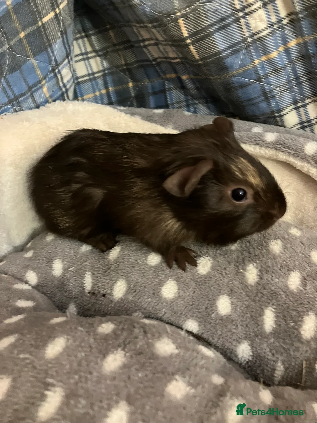 Guinea Pig rodents for sale: Lots of lovely baby boys  - Advert 20