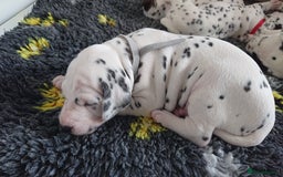 Dalmatian dogs for sale: Looking for 5* homes   - Image 10