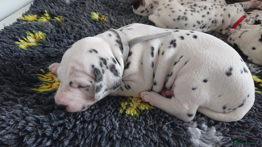 Dalmatian dogs for sale: Looking for 5* homes   - Image 10