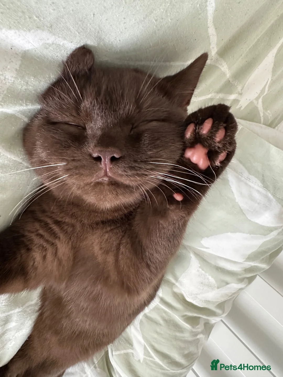 British Shorthair cats for sale: 6 month old Cinnamon British Shorhair - Advert 2