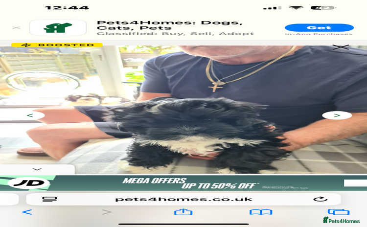 Shihpoo dogs - Advert 2
