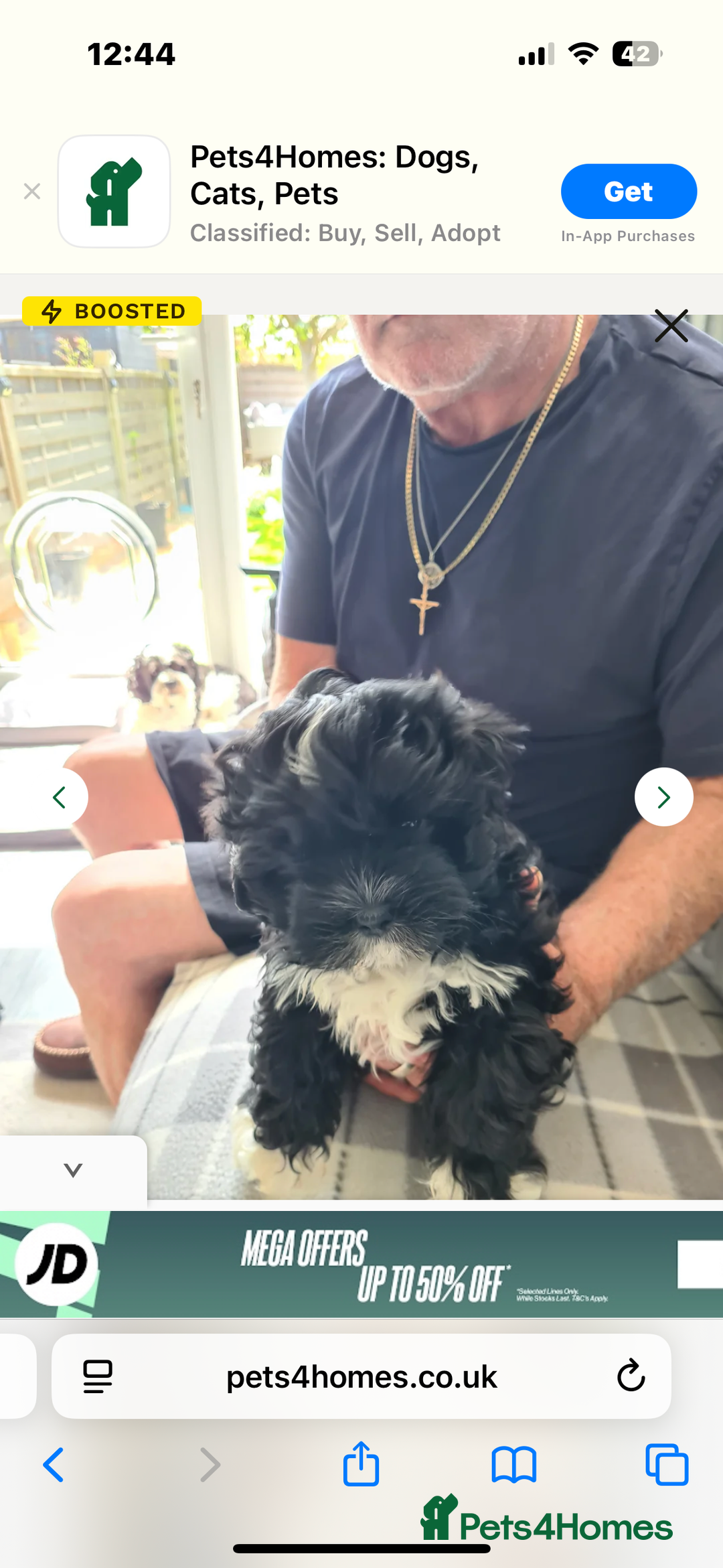Shihpoo dogs for sale: Shi poo  - Image 1
