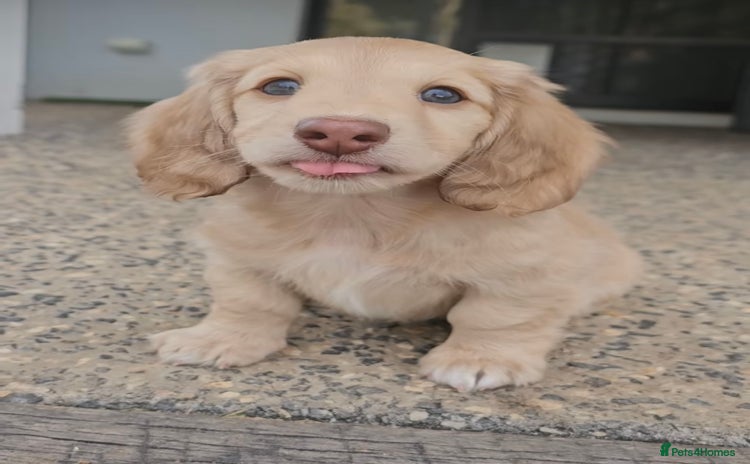 Miniature Dachshund dogs - Advert 4