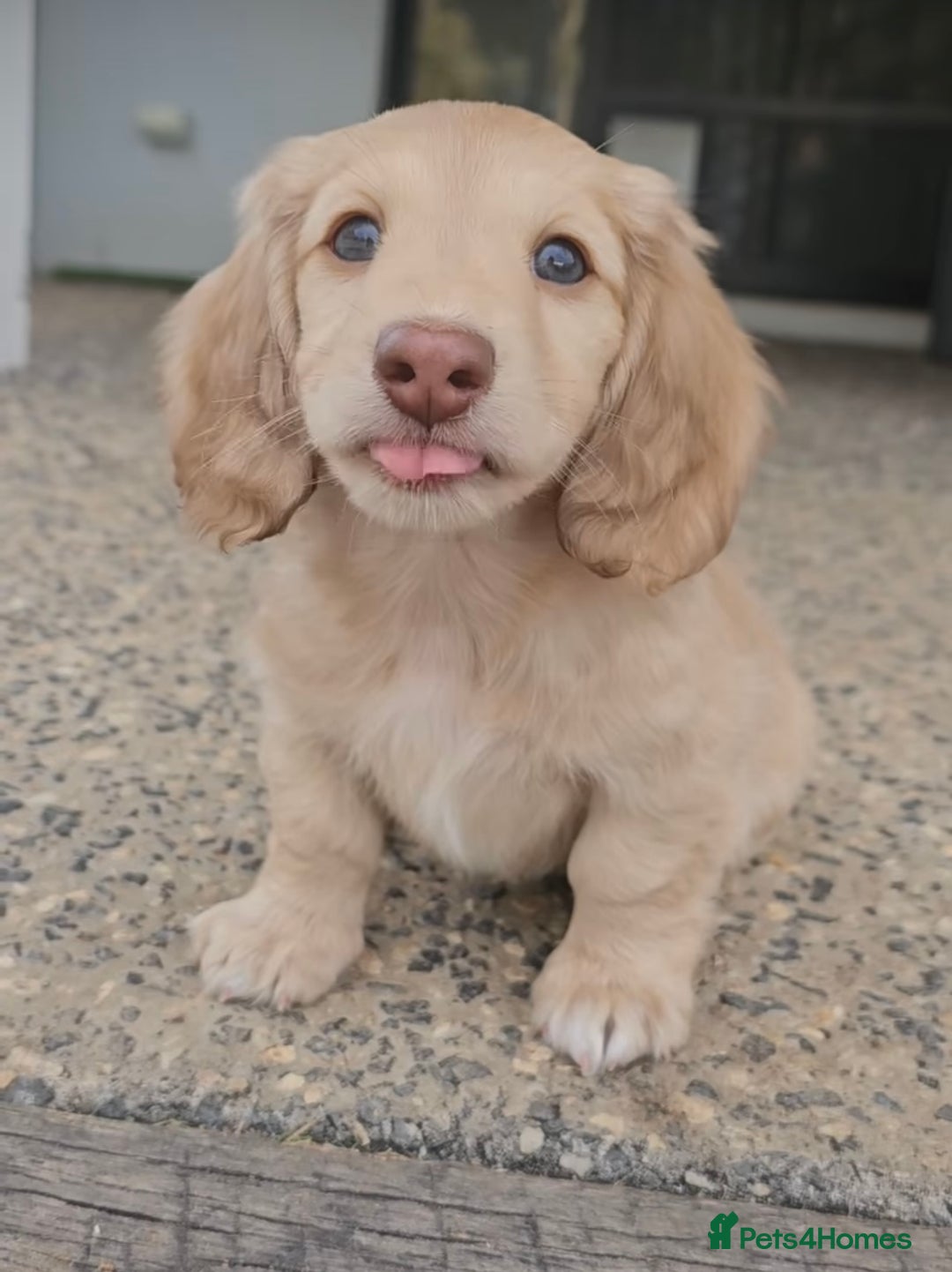 Miniature Dachshund dogs for sale: Fully tested long coat miniture Dachshunds!! - Image 1