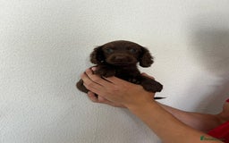 Cocker Spaniel dogs for sale: Cocker spaniel puppies - Image 14