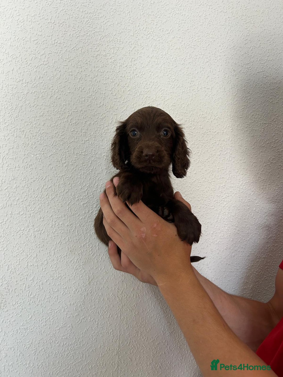 Cocker Spaniel dogs for sale: Cocker spaniel puppies - Image 14