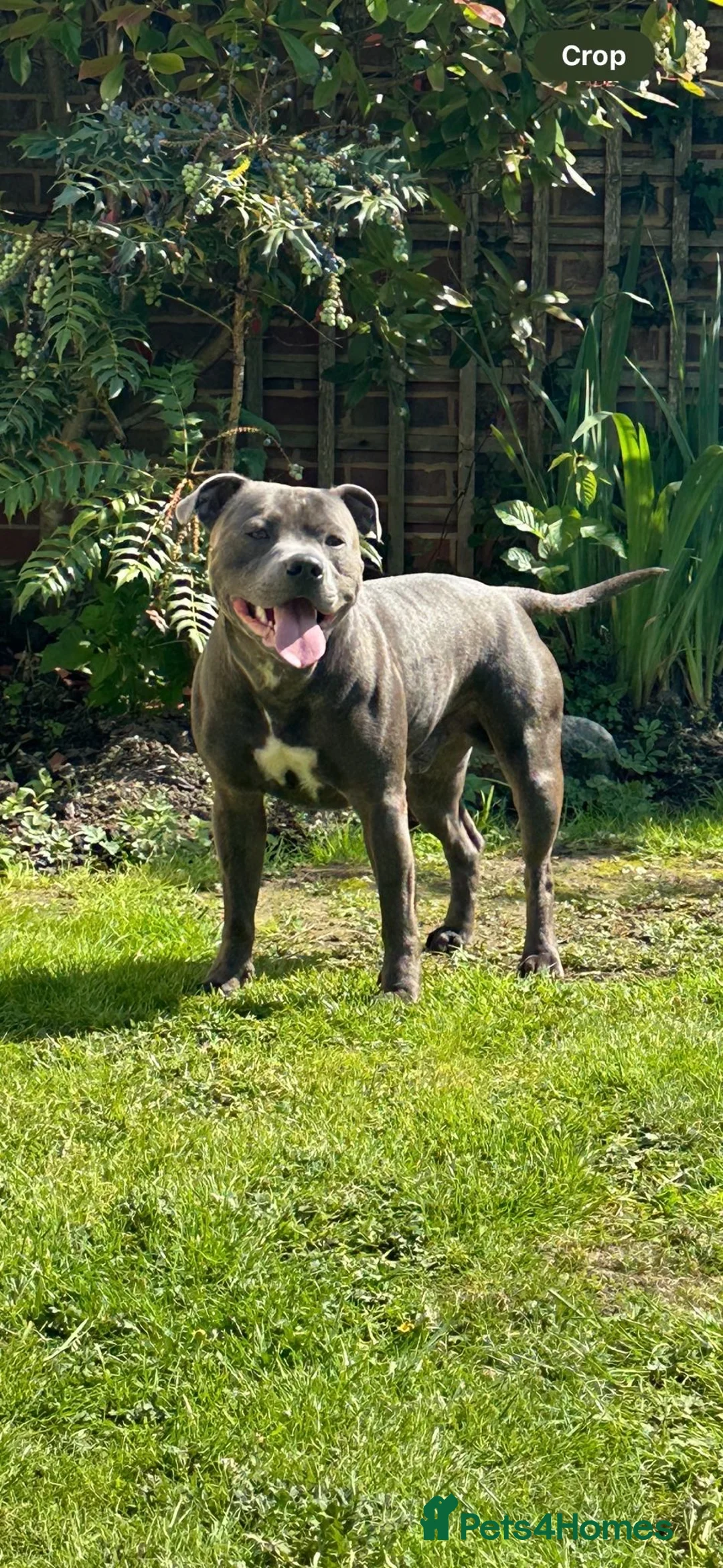 Staffordshire Bull Terrier dogs for sale: Blue Staffordshire bull terrier puppies  in Gravesend - Advert 7