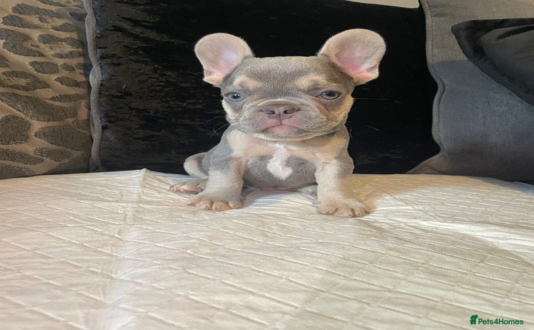 French Bulldog dogs for sale - Advert 1