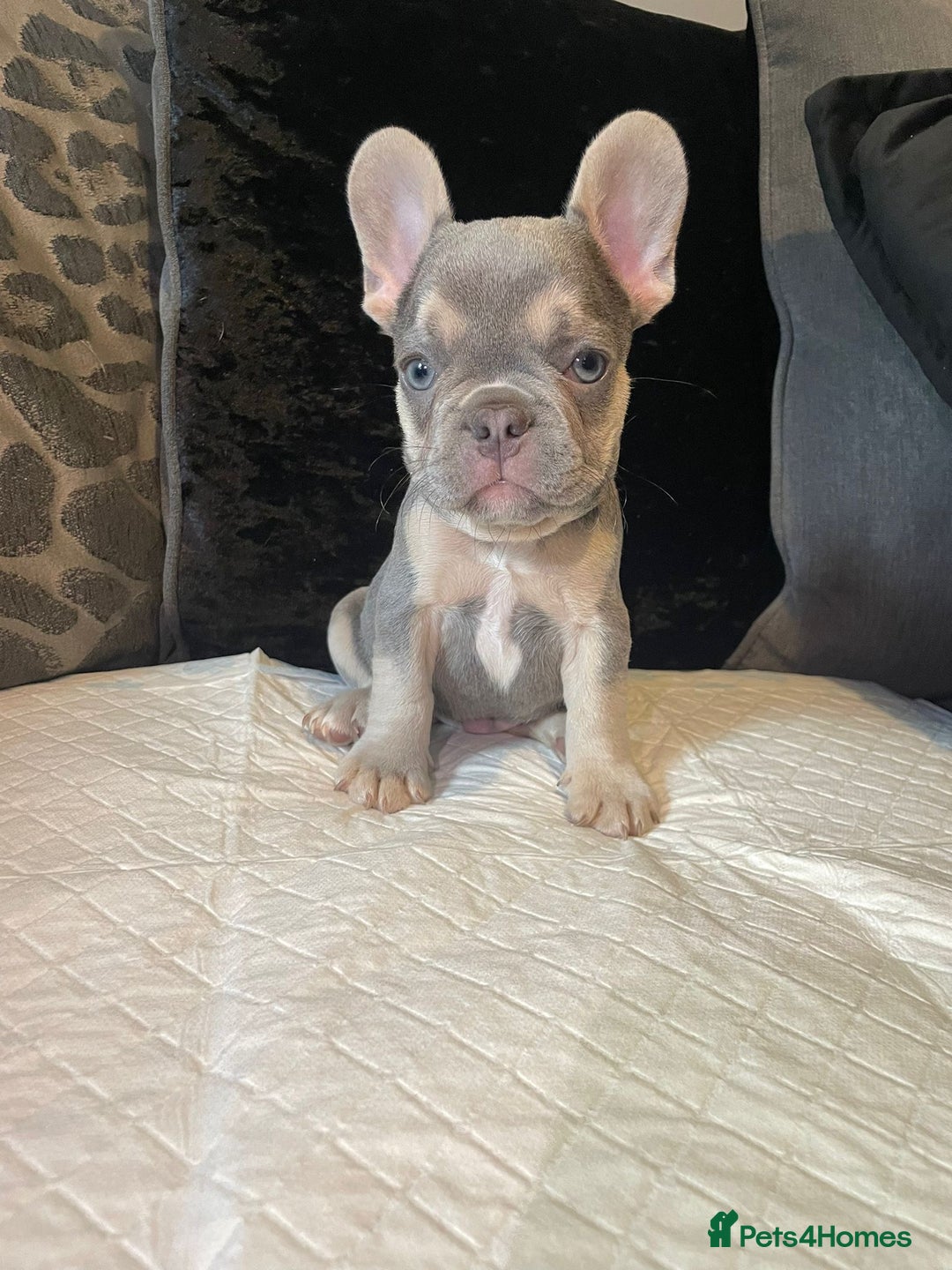 French Bulldog dogs for sale: Micro Frenchie Puppies – KC Registered - Image 2