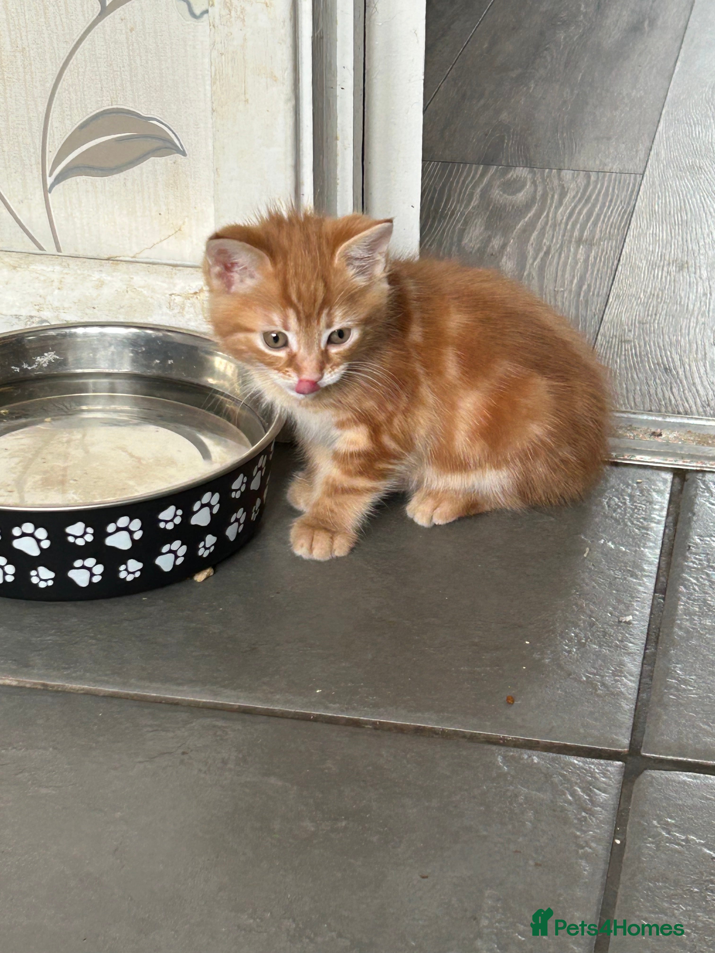 Mixed Breed cats Maine coon x  - Advert 1