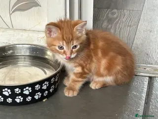 Mixed Breed cats Maine coon x - Advert 1