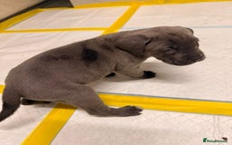 Cane Corso dogs for sale: Stunning Cane Corso Puppies for sale - Image 10