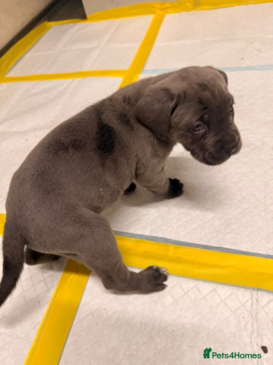 Cane Corso dogs for sale: Stunning Cane Corso Puppies for sale - Image 10