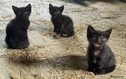 Mixed Breed cats for sale: 7 kittens now ready for their new home  - Image 12