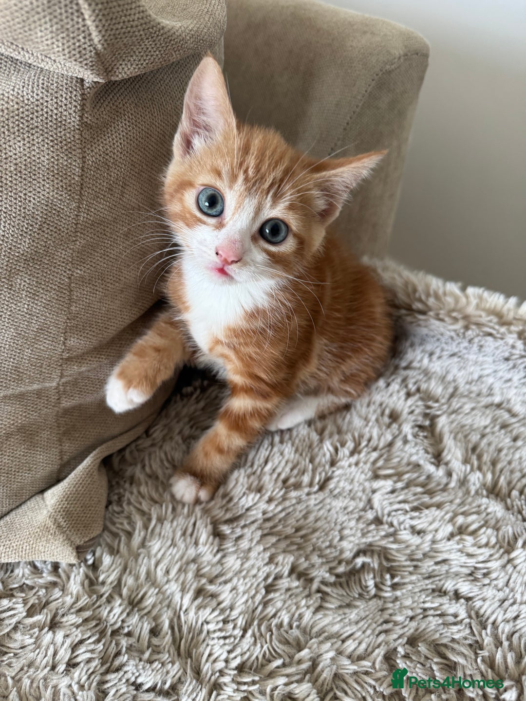 Mixed Breed cats for sale: 3 kittens for sale - Image 5