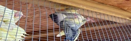 Cockatiels birds for sale: Baby Cockatiels in Manchester - Advert 6