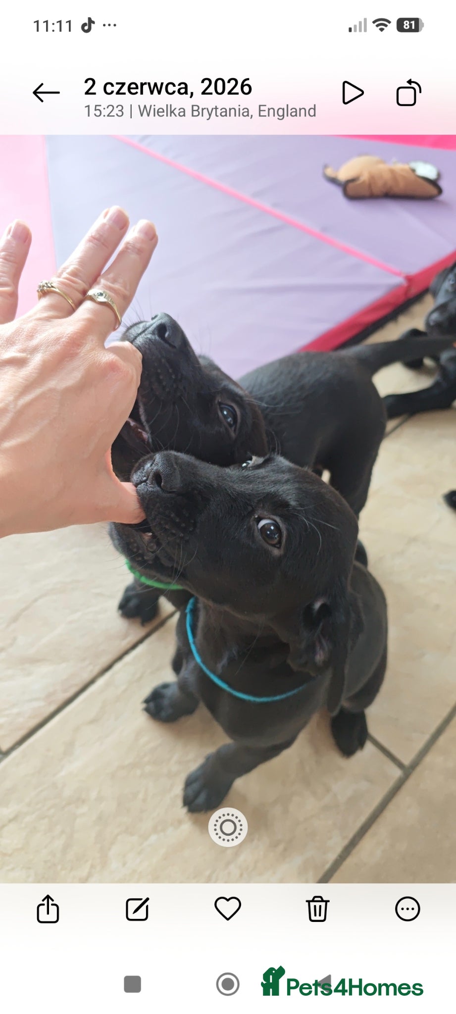 Labrador Retriever dogs Exceptional Home Raised Labrador Puppies - Advert 2