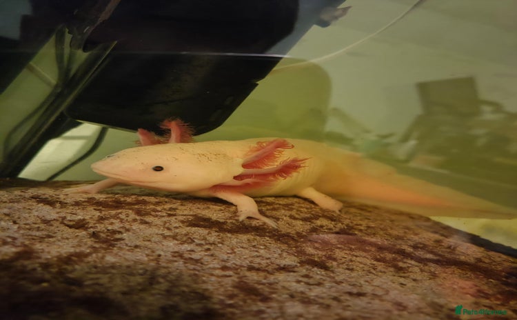 Other/Mixed Breed fish - Advert 1