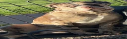 Mixed Breed dogs for sale: North American mastiff X - Advert 9