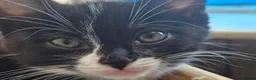 Ragdoll cats for sale: BSH Ragdoll mix - Advert 11