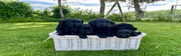 Labrador Retriever dogs for sale: KC Registered Labrador Retriever - 2 girls & 1 boy - Advert 1