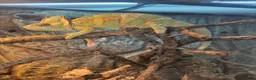 Chameleon reptiles for sale: Male Chameleon  in Liverpool - Advert 4
