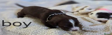 Cocker Spaniel 1