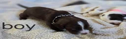 Cocker Spaniel dogs for sale: Cocker spaniel puppies  - Advert 7