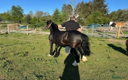 Welsh Section B horses for sale: Welsh pony for sale  - Image 3