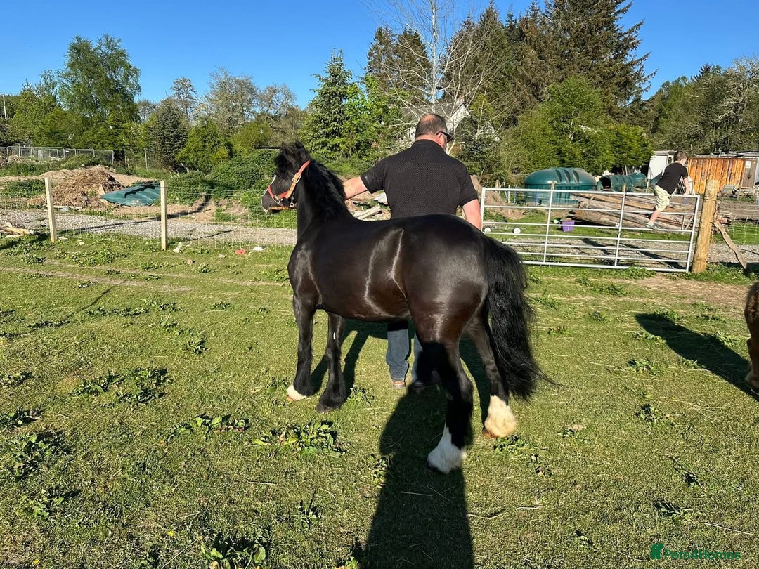 Welsh Section B horses for sale: Welsh pony for sale  - Image 3