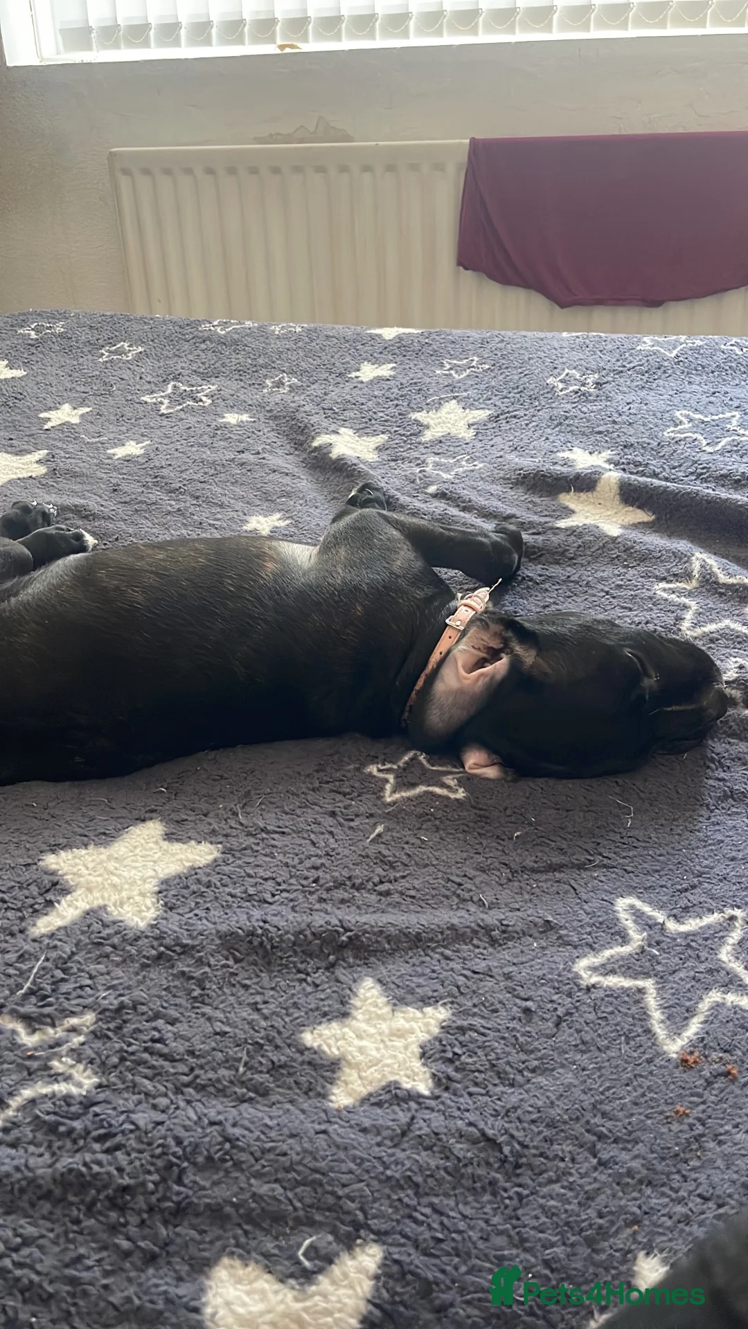 Mixed Breed dogs for sale: Staffy cross in Hartlepool - Advert 3