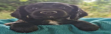 Cocker Spaniel 1