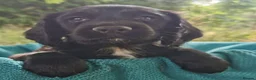 Cocker Spaniel dogs for sale: Cocker Spaniel Pups - Advert 1