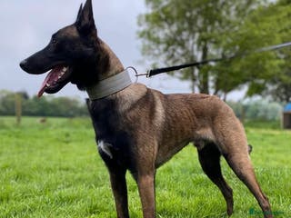 Belgian Shepherd Dog dogs ‼️Belgium Malinois for Stud‼️ in Harrow - Advert 2