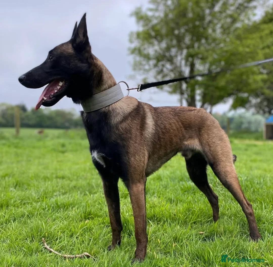Belgian Shepherd Dog dogs for stud: ‼️Belgium Malinois for Stud‼️ in Harrow - Advert 1