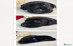 Labrador Retriever dogs for sale: READY NOW. LABRADOR PUPPIES. HEALTH CHECKS DONE  - Image 20