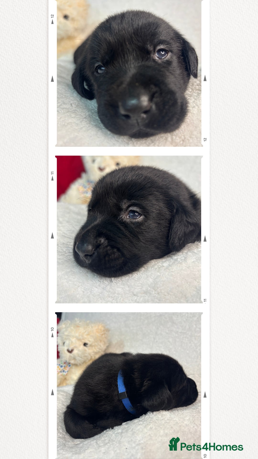 Labrador Retriever dogs for sale: READY NOW. LABRADOR PUPPIES. HEALTH CHECKS DONE  - Image 20