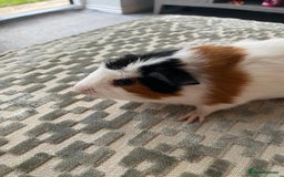 Guinea Pig rodents for sale: Friendly female Piggy - Image 4