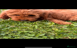 Irish Doodle dogs for sale: REDUCED F1 Miniature Irish Doodle - Image 5