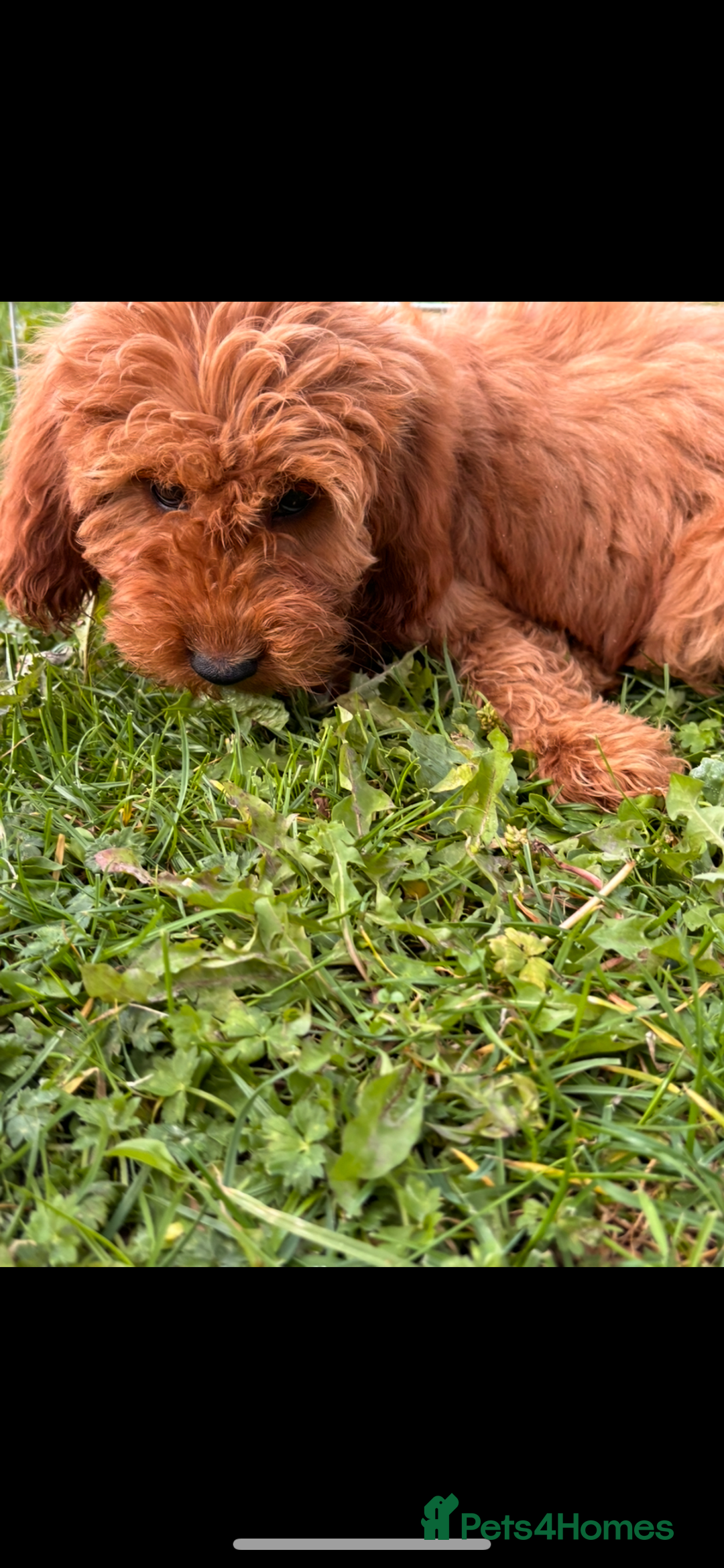 Irish Doodle dogs for sale: REDUCED F1 Miniature Irish Doodle - Image 5