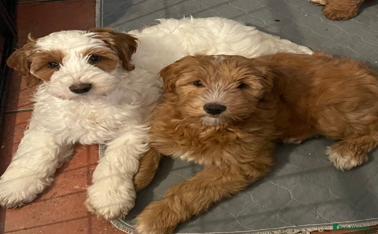 Australian Labradoodle dogs - Advert 16