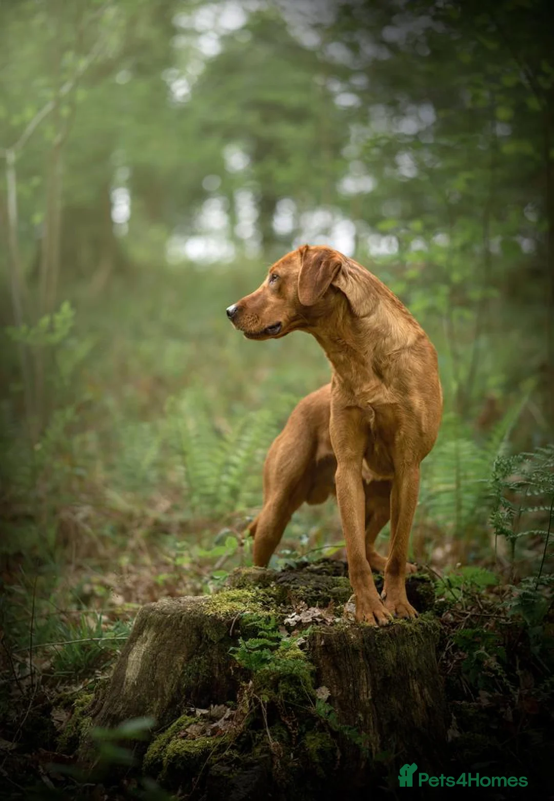 Labrador Retriever dogs for stud: Handsome Harry fully health tested  in Pershore - Advert 2
