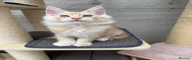 Cream ticked tabby 