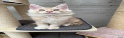 Maine Coon cats for sale: TICA pedigree Stunning Maine coon kittens  - Advert 13
