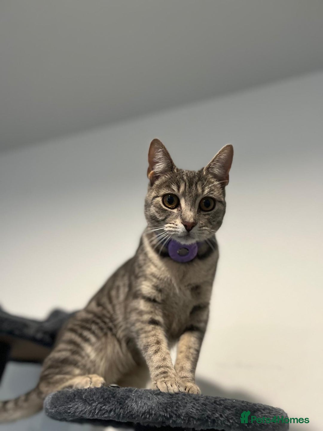 Mixed Breed cats for sale: 3 kittens for sale - Advert 1