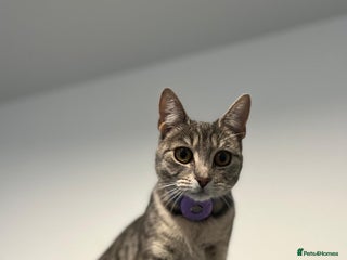 Mixed Breed cats 3 kittens for sale - Advert 1