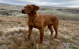 Labrador Retriever dogs for sale: Beautiful KC registered Fox Red Labrador Puppies - Image 9